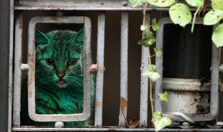 Illustration for article titled Caturday - It's Not Easy Being Green Edition